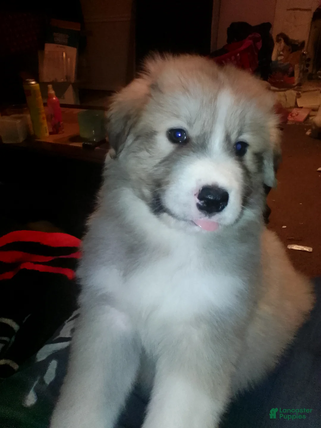 Mixed Breed dogs for sale: Rolly Polly Boy - Ad 5