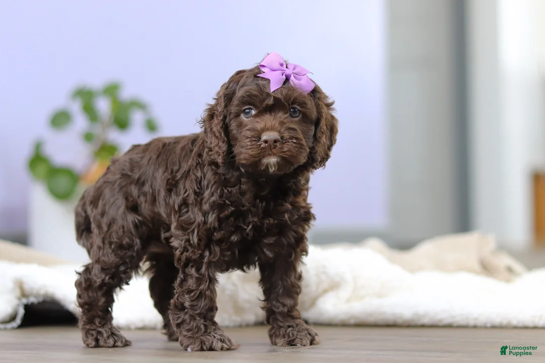 Cockapoo dogs for sale: Josie - Ad 2