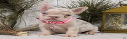 French Bulldog dogs for sale: Nugget - Ad 5