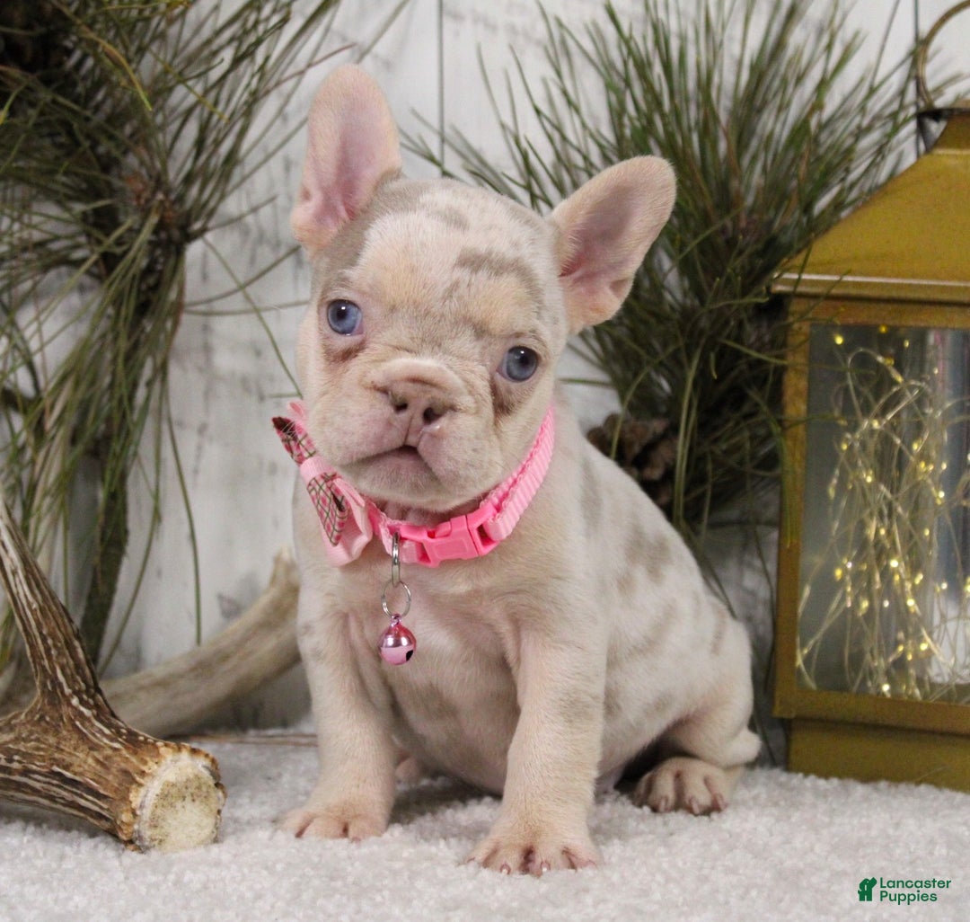 French Bulldog dogs for sale: Nugget - Ad 5