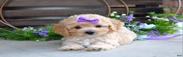 Maltipoo dogs for sale: Hazel - Ad 10