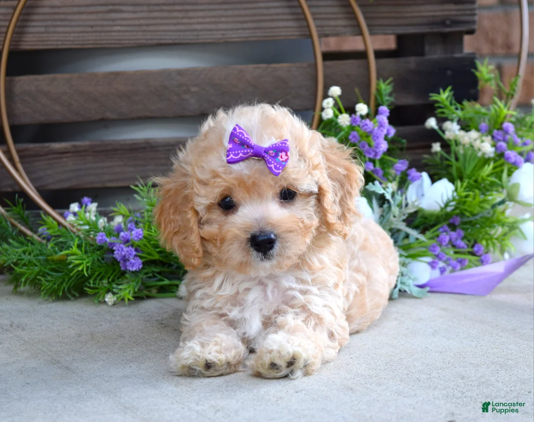 Maltipoo dogs for sale: Hazel - Ad 10
