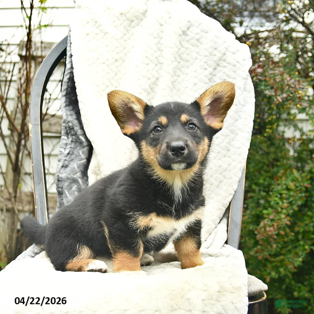 Mixed Breed dogs for sale: Pixel  - Ad 2