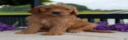 Goldendoodle dogs for sale: Parker - Ad 3