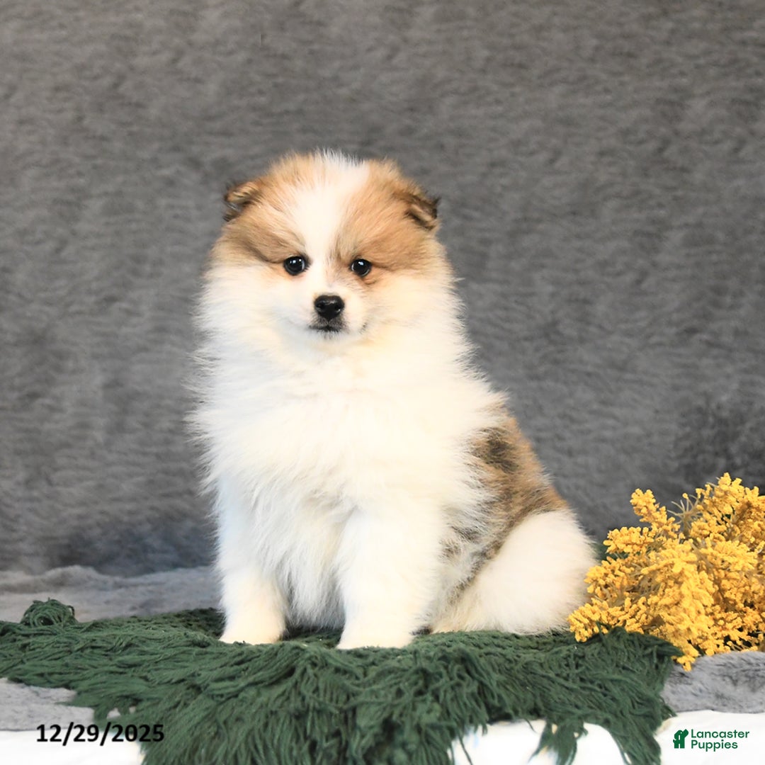 Pomeranian dogs for sale: Fudge - Ad 3