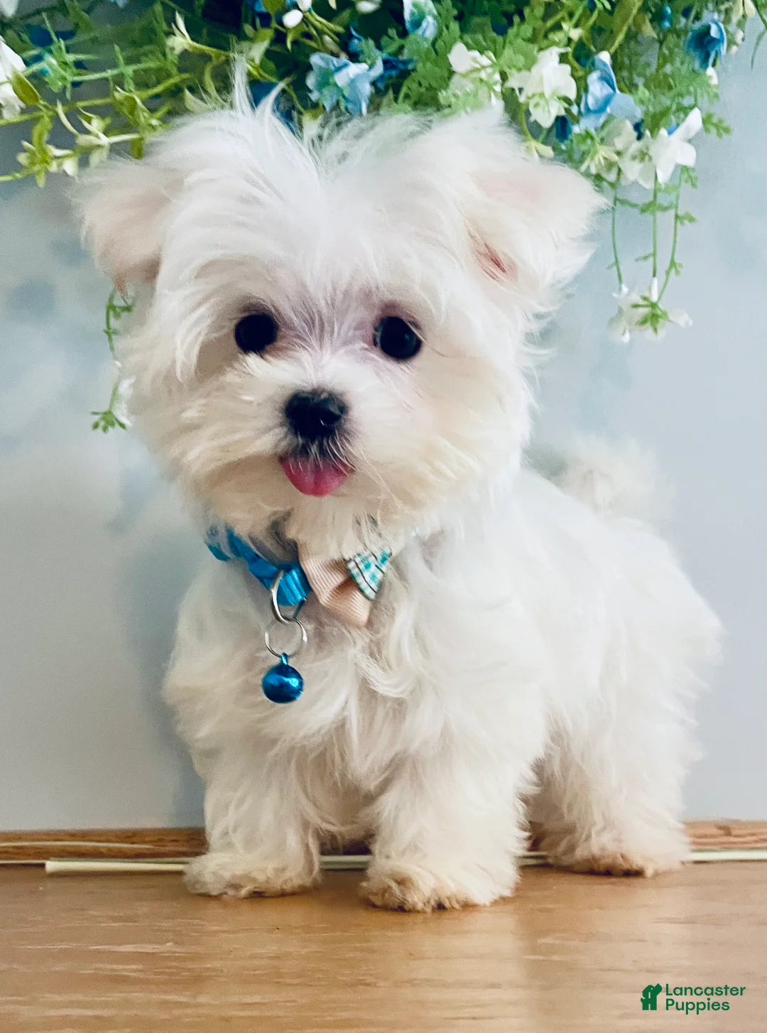 Maltese dogs for sale: Teacup Toby - Ad 2