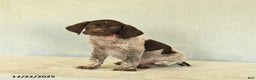 German Shorthaired Pointer dogs for sale: Tucker - Ad 4