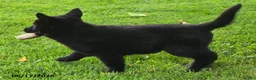German Shepherd dogs for sale: Beyonce - Ad 3