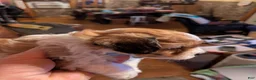 Shihpoo dogs for sale: TRUCKER - Ad 3