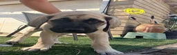Mixed Breed dogs for sale: Sunny - Ad 1