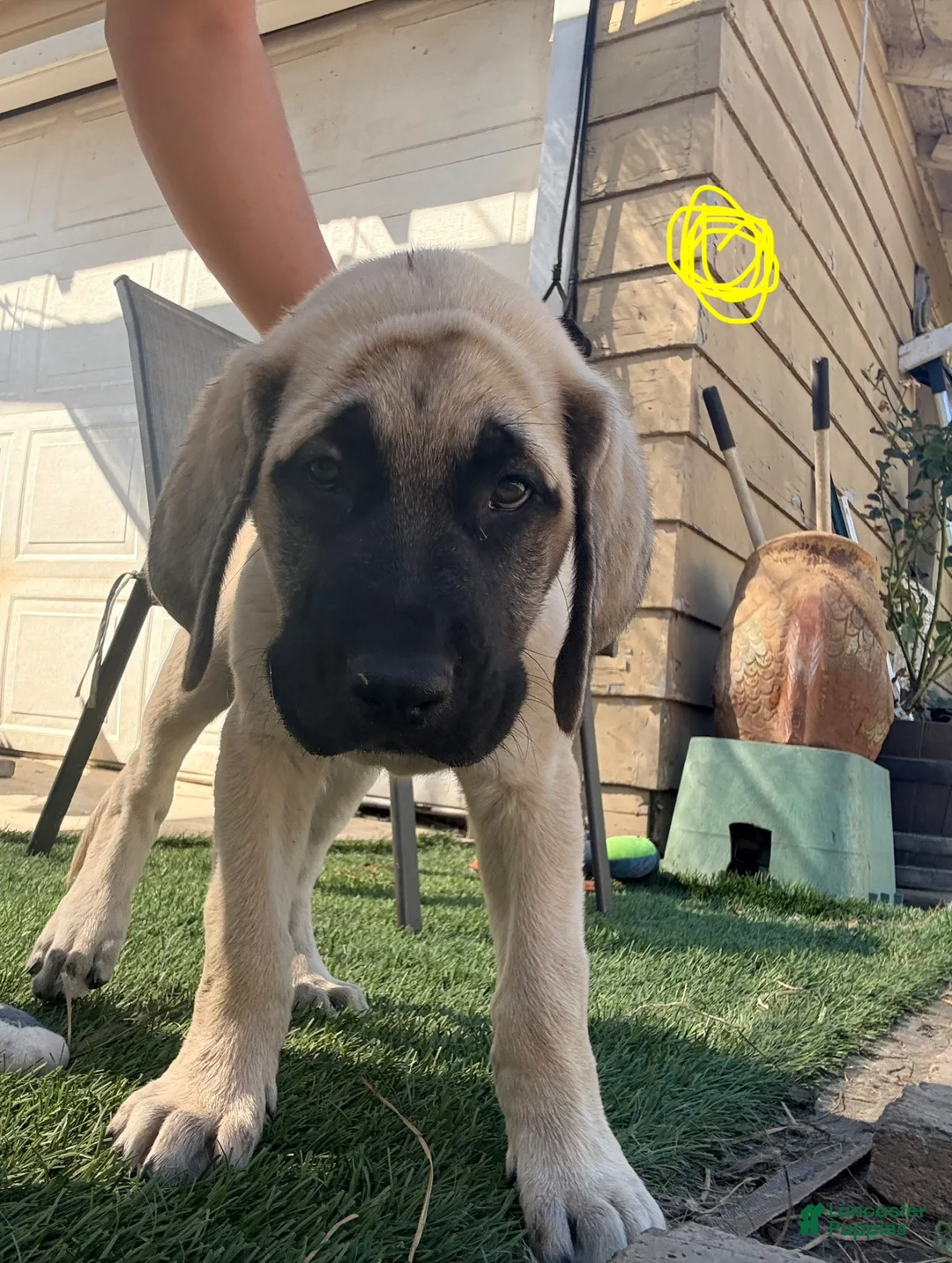 Mixed Breed dogs for sale: Sunny - Ad 1