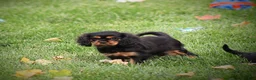 Cavalier King Charles Spaniel dogs for sale: Audrey - Ad 5