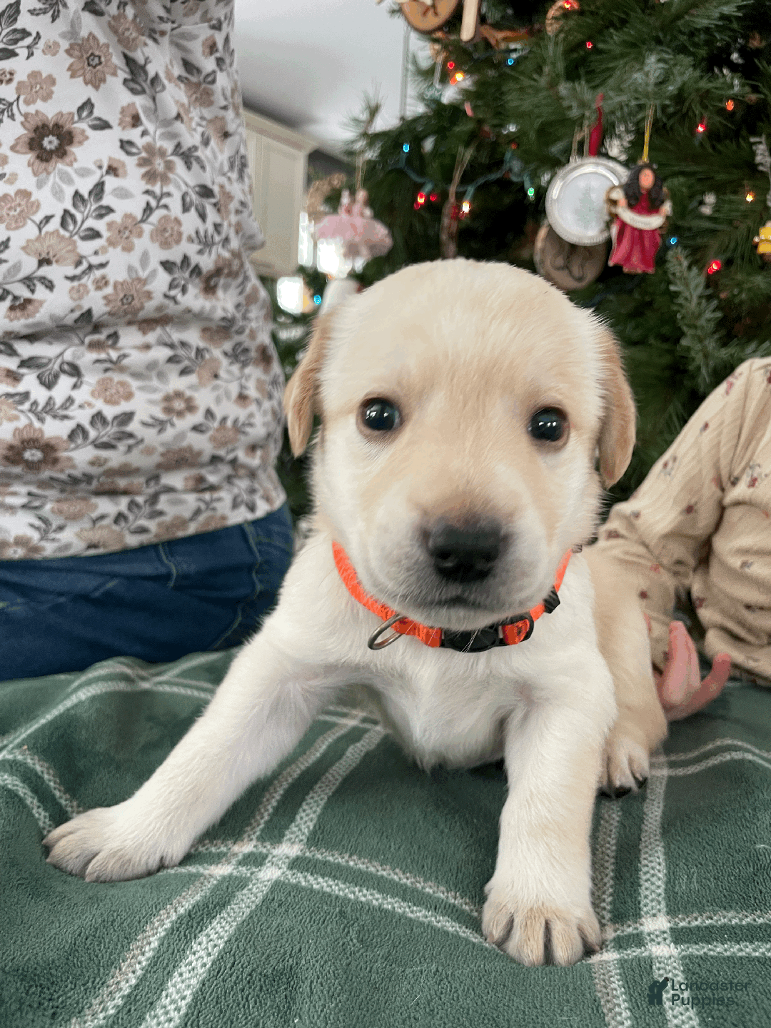 Labrador Retriever dogs for sale: Algonquin-red collar - Ad 4
