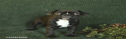 Frenchton dogs for sale: Buttercup - Ad 3