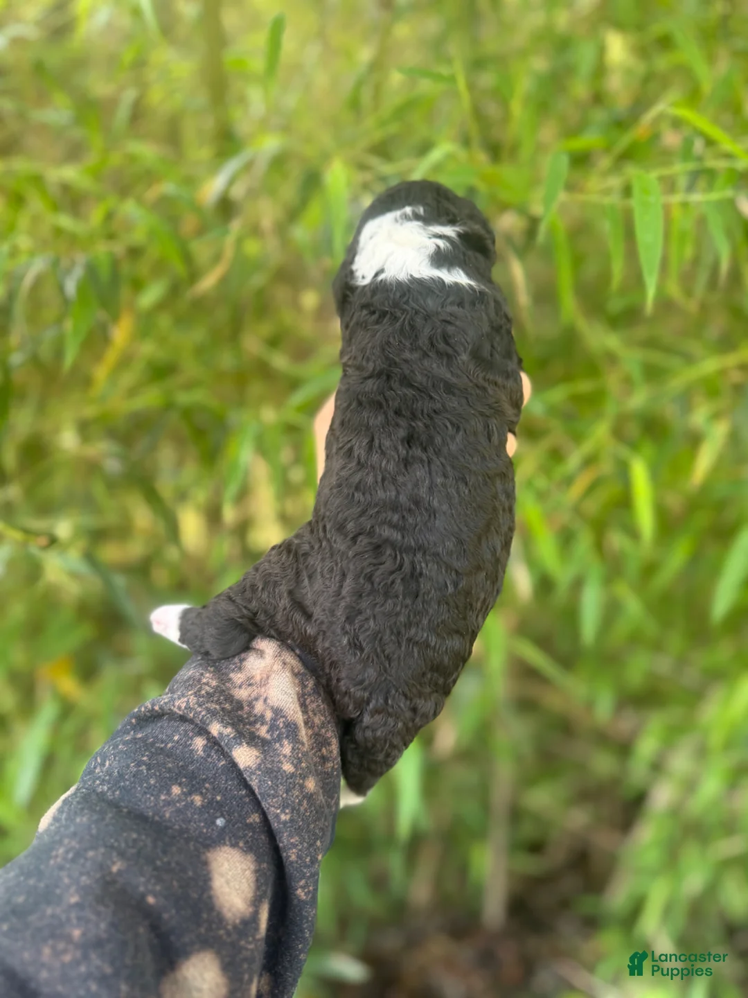 Aussiedoodle dogs for sale: Aussiedoodle Puppy 5 - Ad 2