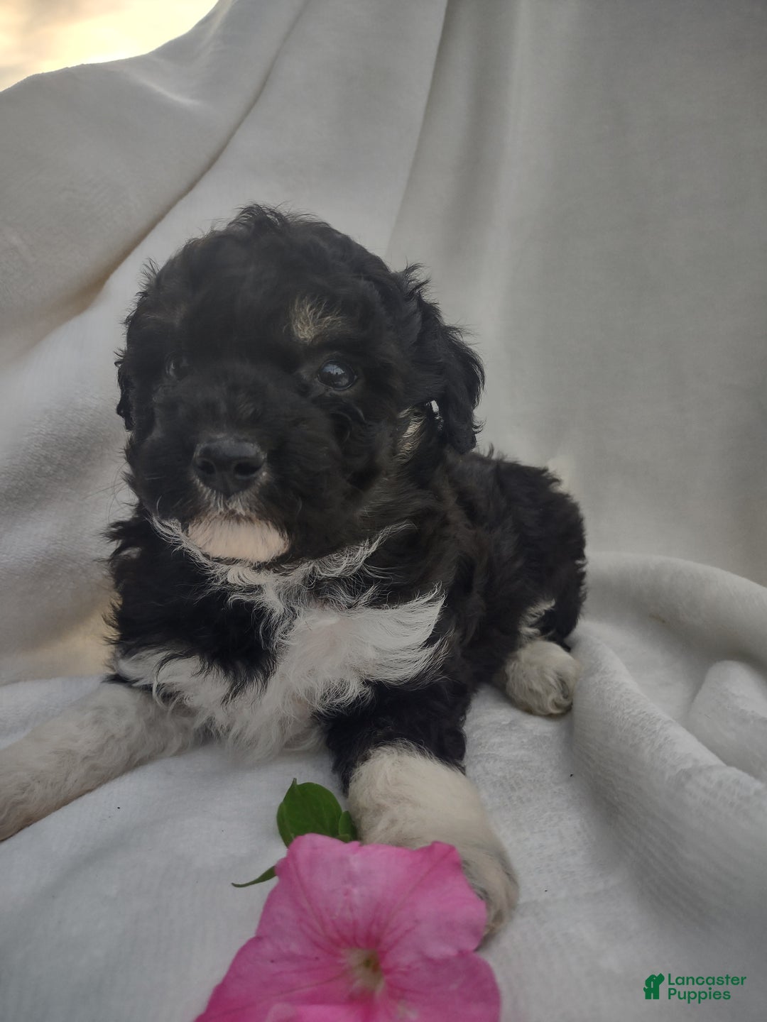 Chipoo dogs for sale: Jezz - Ad 8