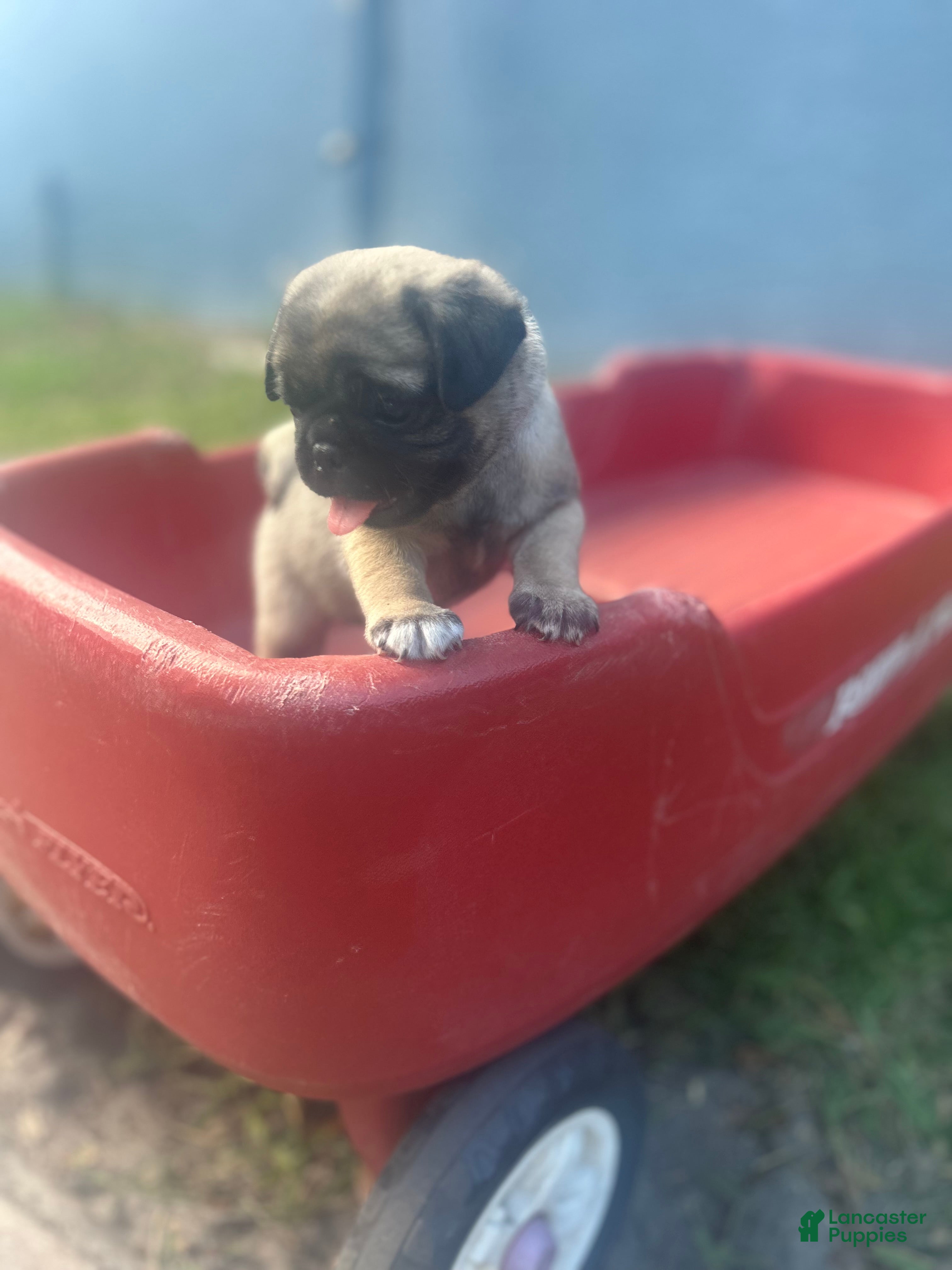 Pug dogs Tucker - Ad 1