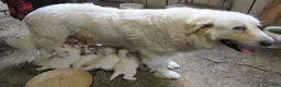 Great Pyrenees dogs for sale: Lime collar Badger Face Great Pyrenees Puppy - Ad 4