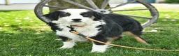 Australian Shepherd dogs for sale: Leo - Ad 6