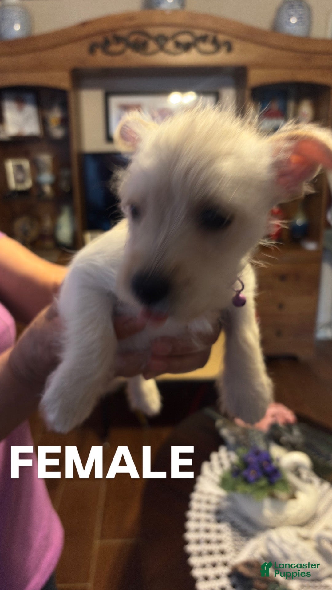 Mixed Breed dogs Mixed Breed 4 - Ad 40
