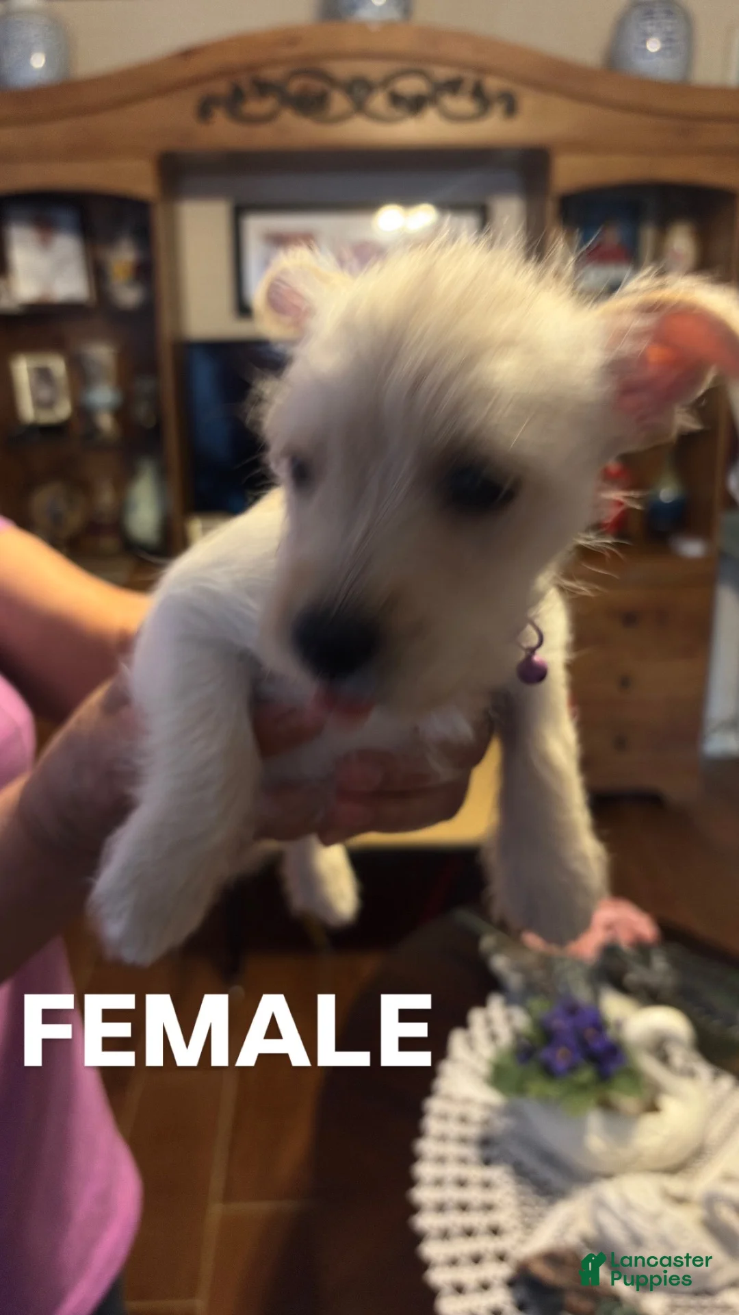 Mixed Breed dogs for sale: Mixed Breed 4 - Ad 1