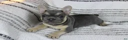 French Bulldog dogs for sale: Emily - Ad 4