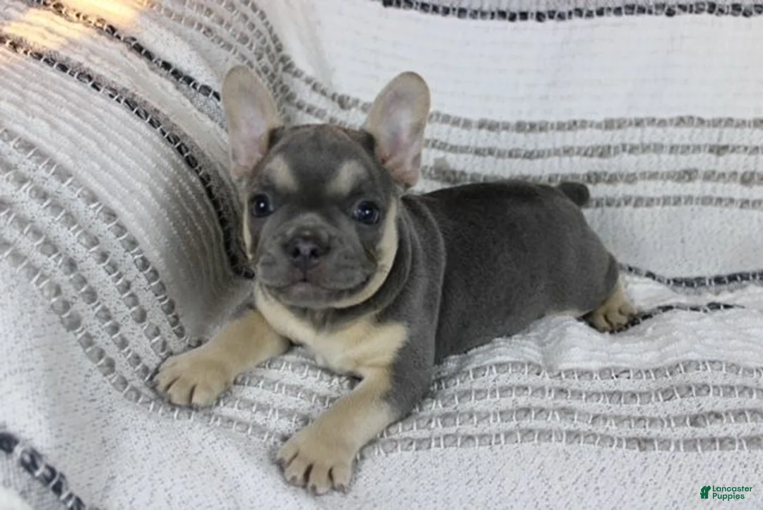 French Bulldog dogs for sale: Emily - Ad 4