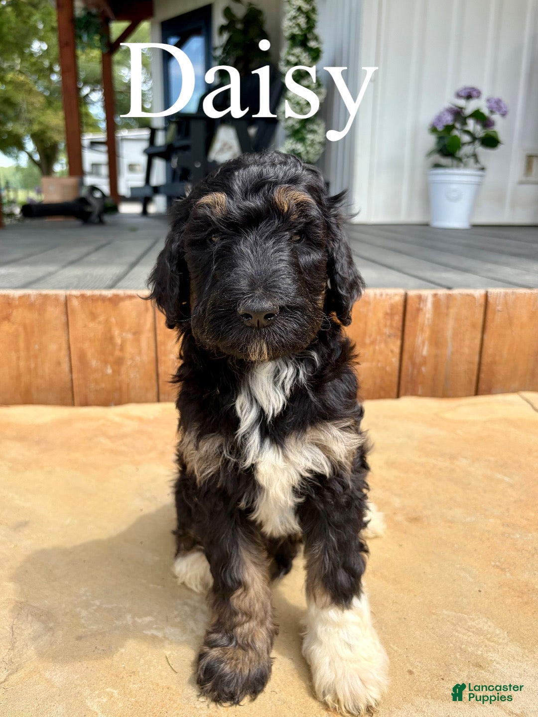 Bernedoodle dogs Daisy - Ad 1