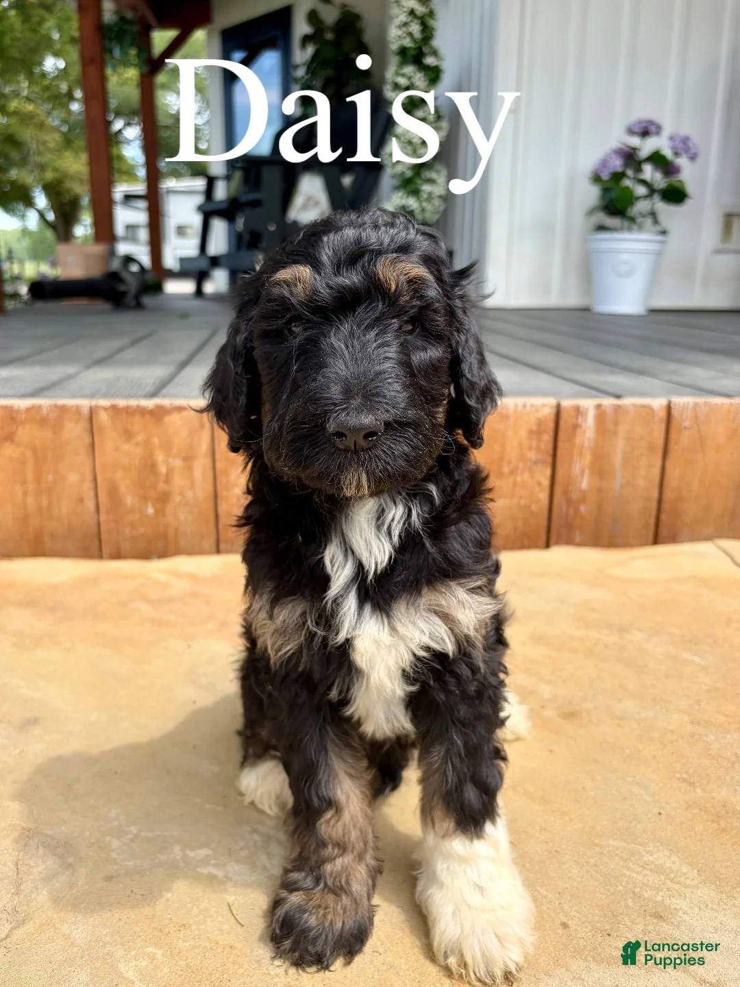 Bernedoodle dogs for sale: Daisy - Ad 1
