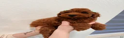 Mini Goldendoodle dogs for sale: Tiramisu - Ad 3