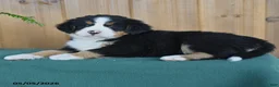 Bernese Mountain Dog dogs for sale: Pete - Ad 3