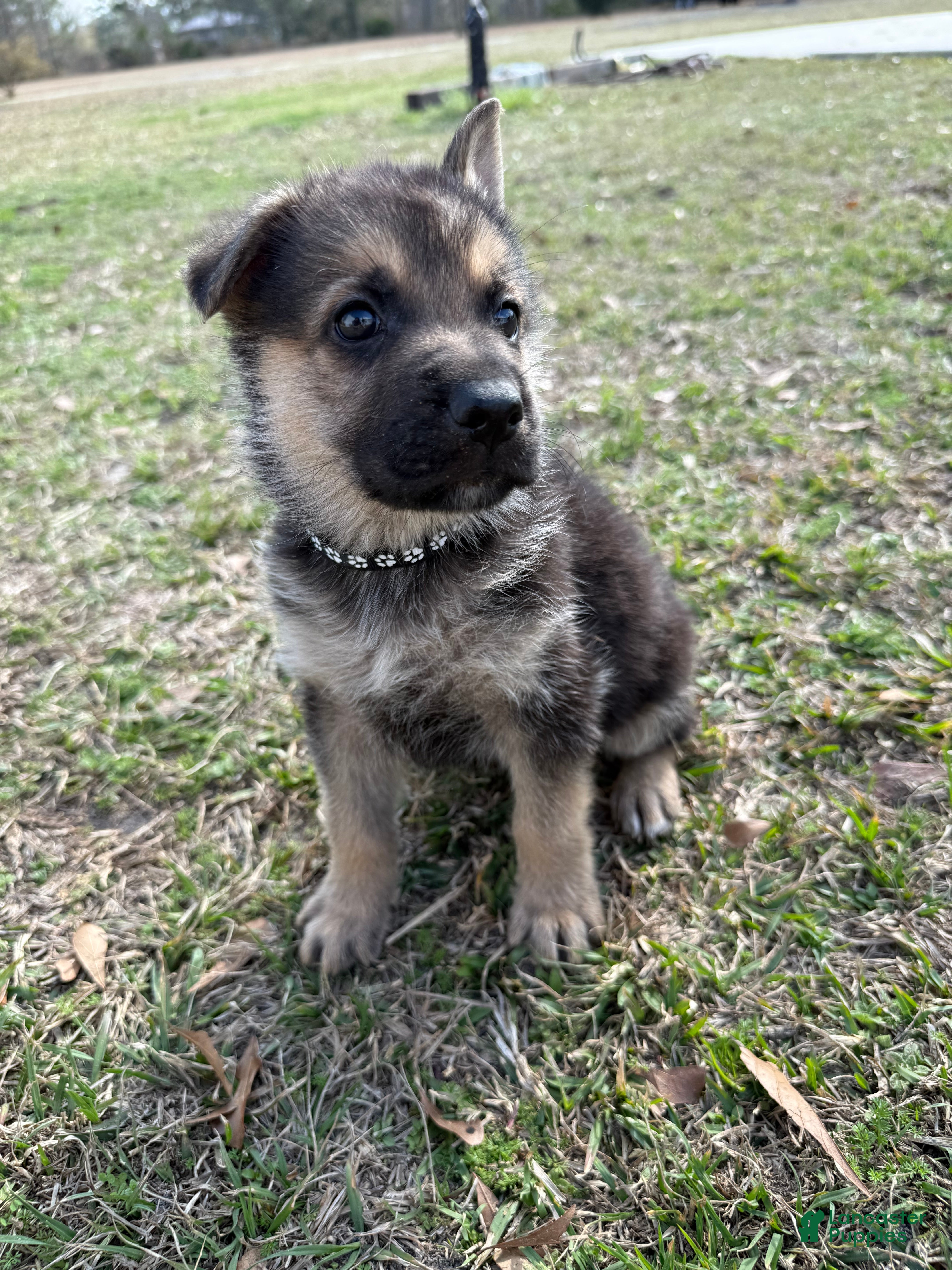 German Shepherd dogs Charley - Ad 5