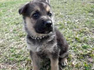 German Shepherd dogs Charley - Ad 5