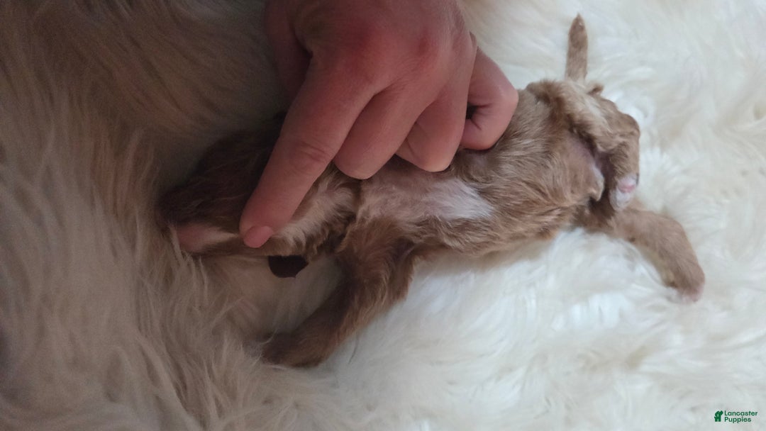 Cavapoo dogs for sale: Dutton  - Ad 7