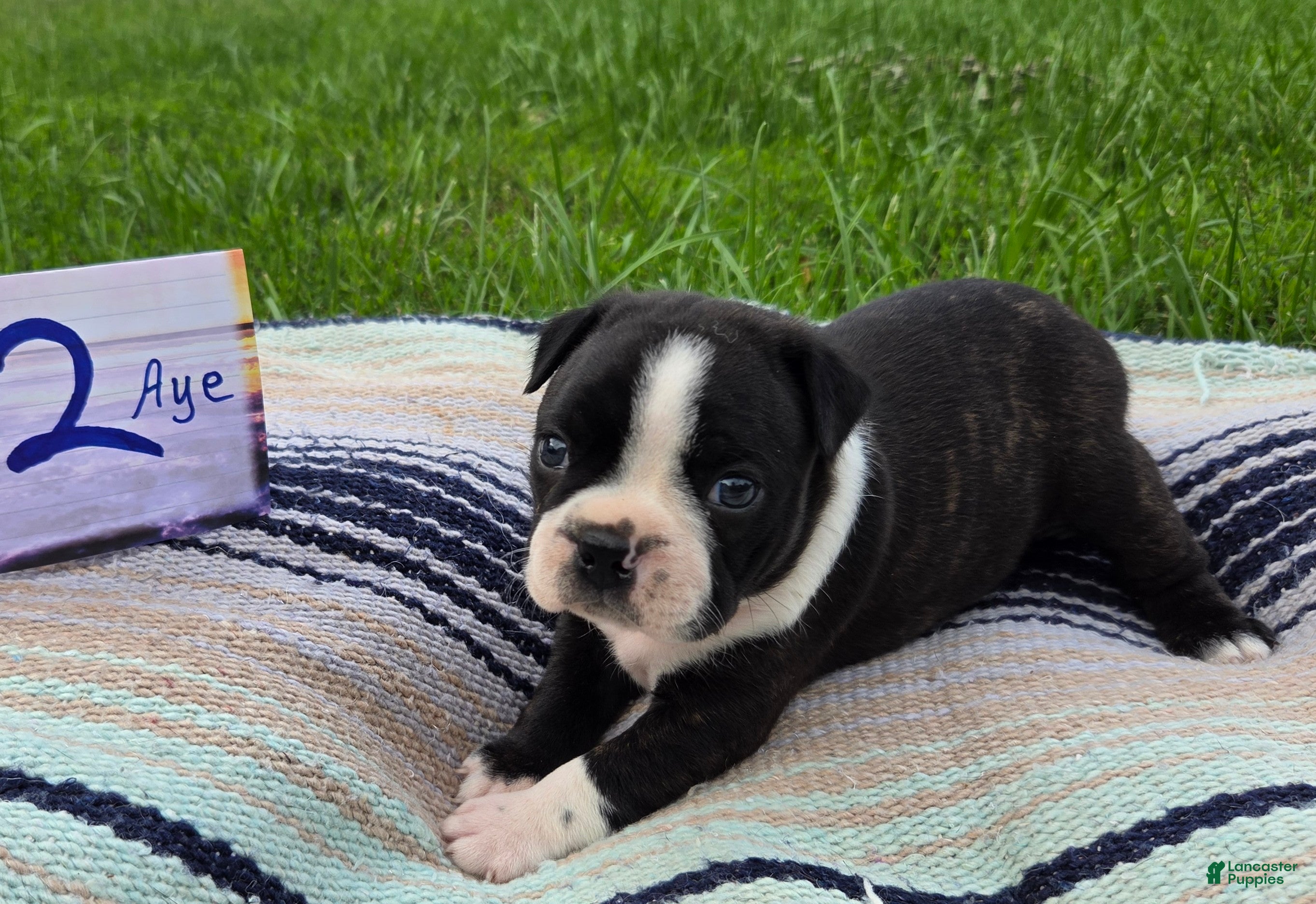 Boston Terrier dogs Aye Boston Terrier 2 - Ad 10
