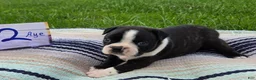 Boston Terrier dogs for sale: Aye Boston Terrier 2 - Ad 1
