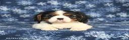 Cavalier King Charles Spaniel dogs for sale: Max - Ad 3