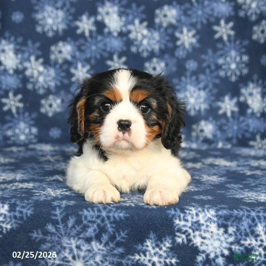 Cavalier King Charles Spaniel dogs for sale: Max - Ad 3