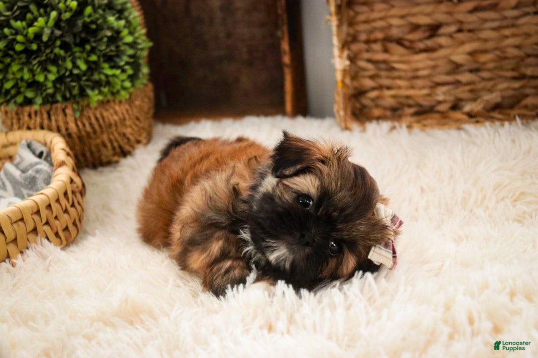 Shih Tzu dogs for sale: Shaina - Ad 7