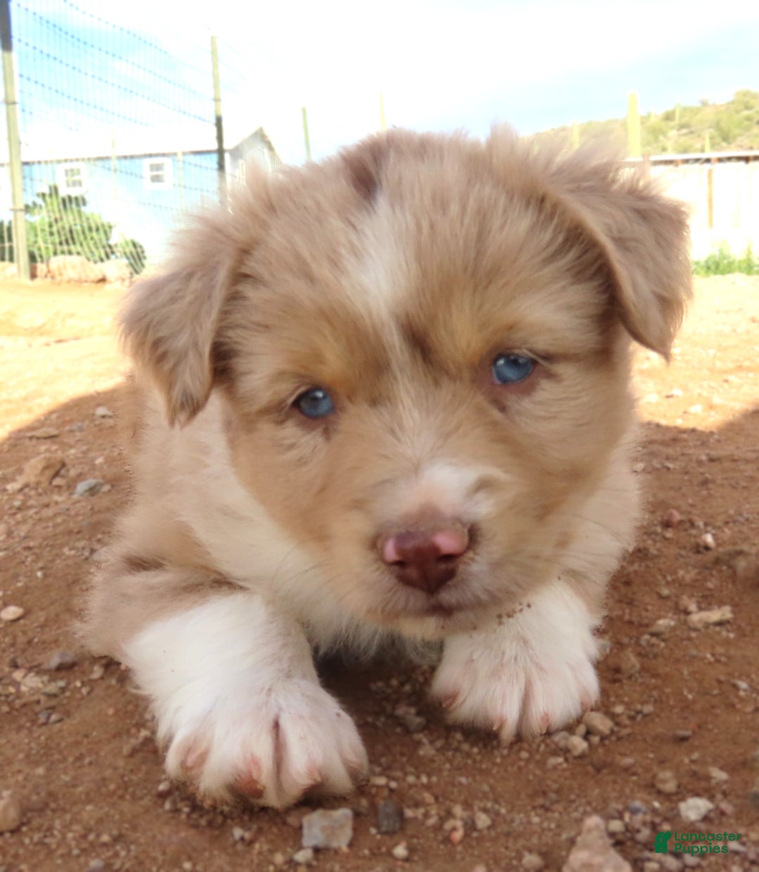 Miniature Australian Shepherd dogs for sale: Red merle girl with blue eyes - Ad 1
