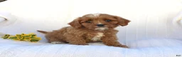 Cavapoo dogs for sale: Lucy - Ad 8