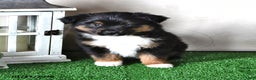 Miniature Australian Shepherd dogs for sale: Jaxon - Ad 3