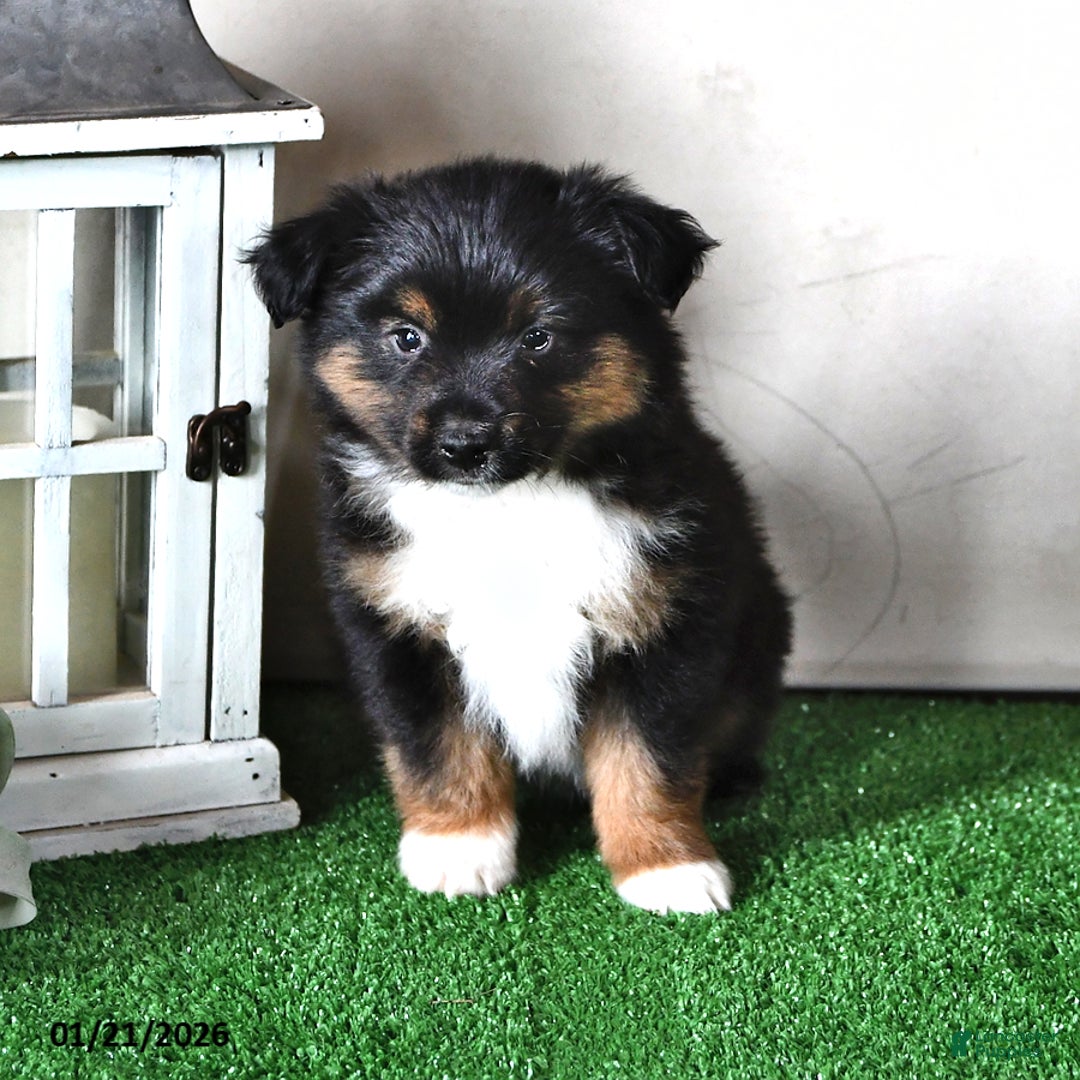 Miniature Australian Shepherd dogs for sale: Jaxon - Ad 3