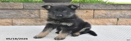 German Shepherd dogs for sale: Ollie - Ad 5