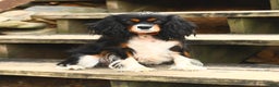 Cavalier King Charles Spaniel dogs for sale: Bear - Ad 4