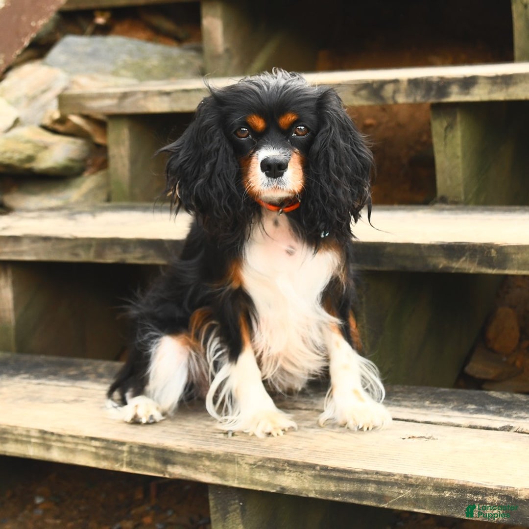 Cavalier King Charles Spaniel dogs for sale: Bear - Ad 4