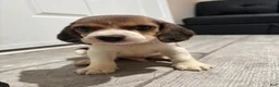 Beagle dogs for sale: Snoopy - Ad 10