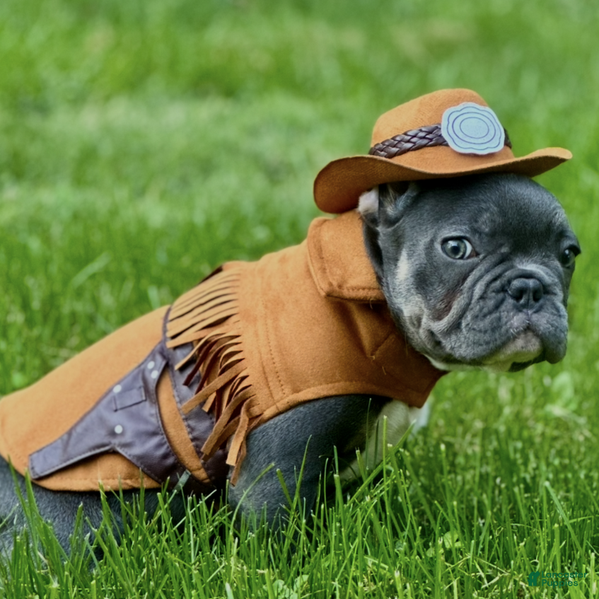 French Bulldog dogs Nova - Ad 2