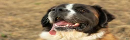 Saint Bernard dogs for sale: Akc Blue - Ad 6
