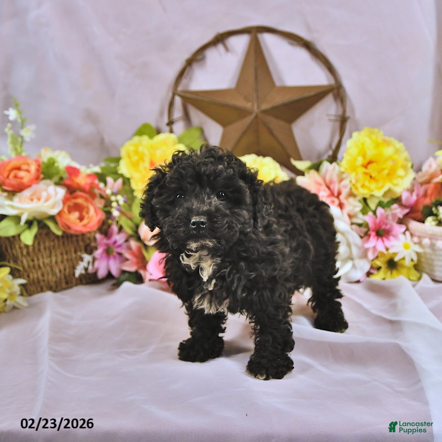 Miniature Poodle dogs Baxton - Ad 2